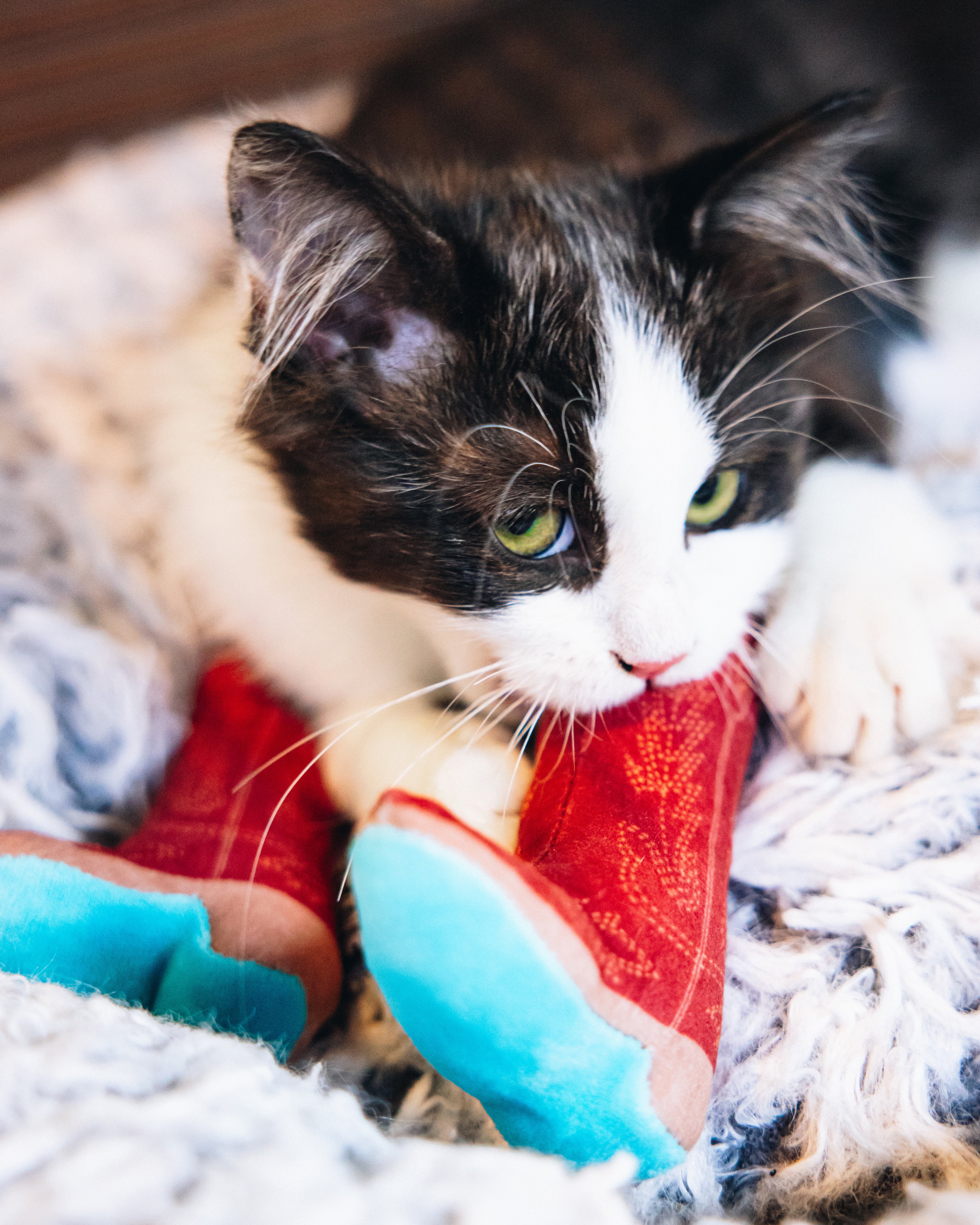 Meowdy Partner - Boot Cat Toy with Catnip Cat Toy Western Fashion by Lane