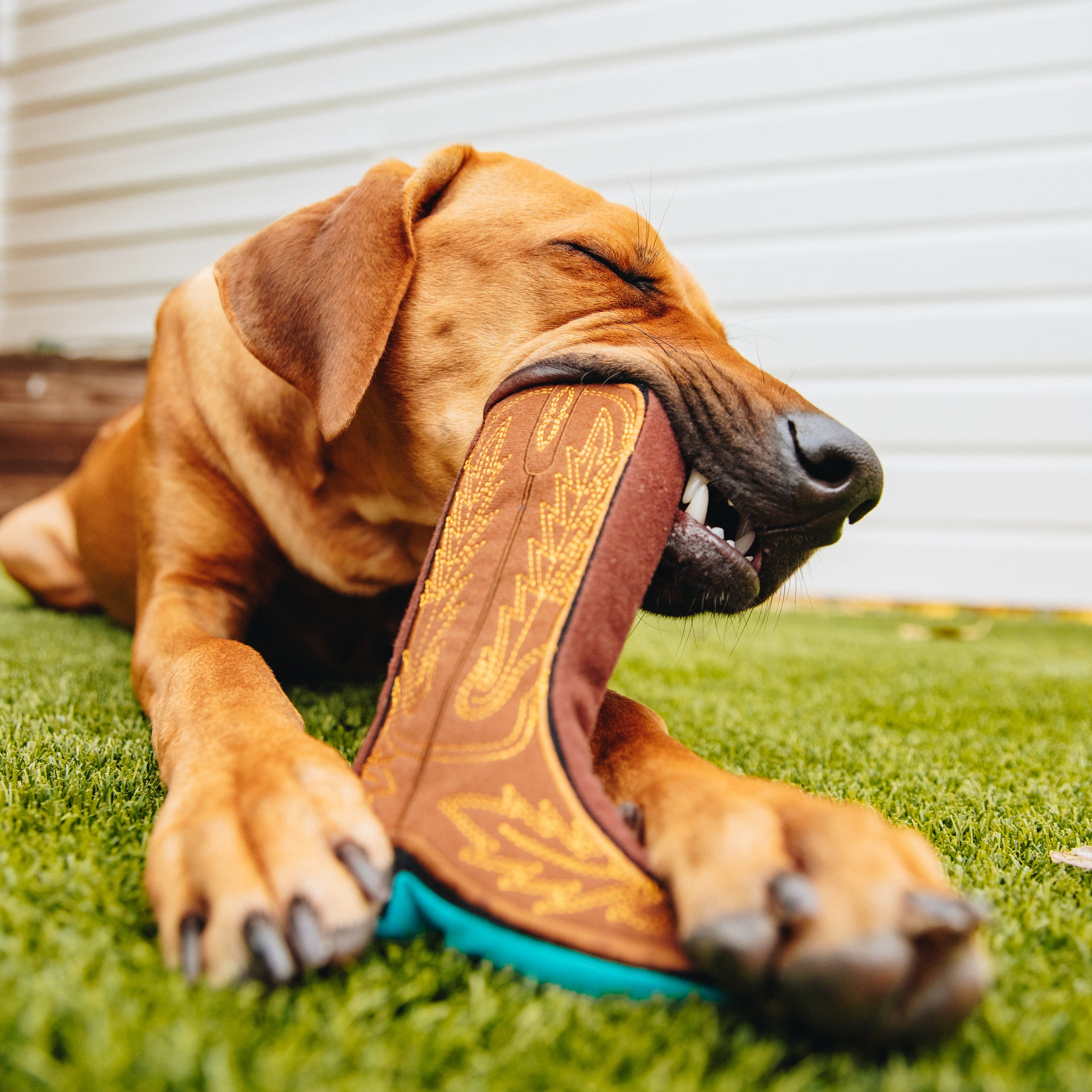 Puppy chewing on a Lane Cowboy Boots Dog Toy