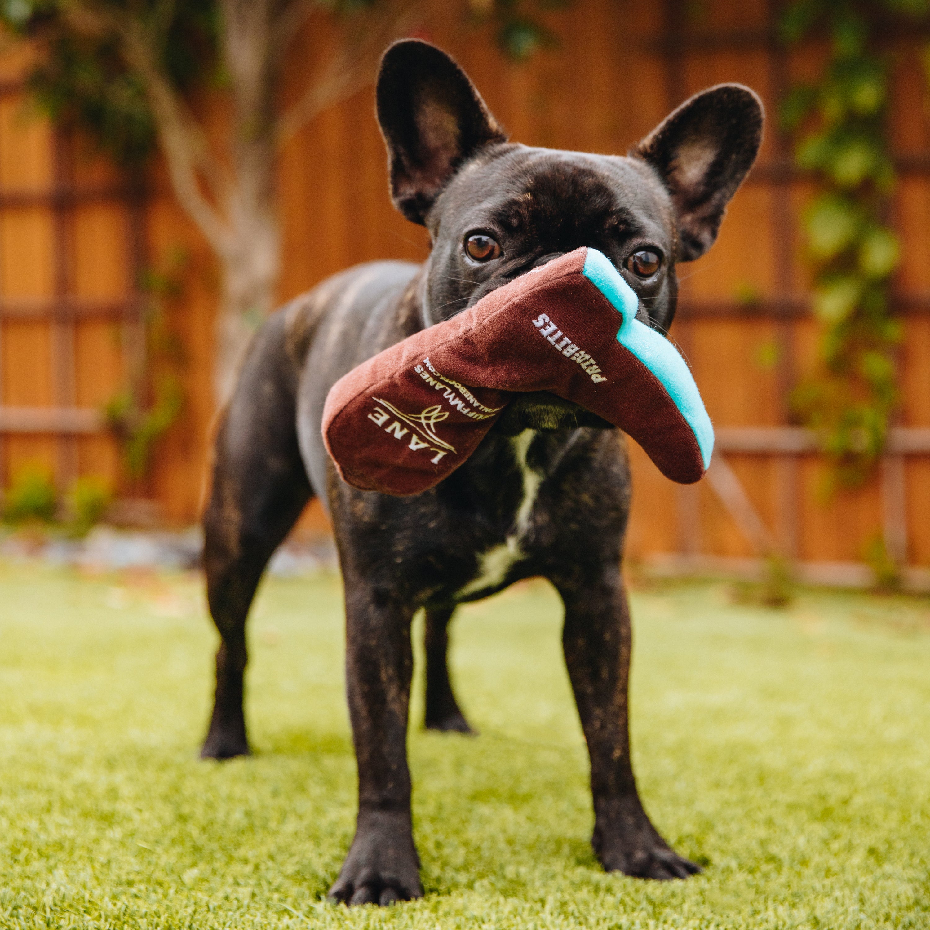 Frenchie Puppy chewing on a Lane Cowboy Boots Dog Toy