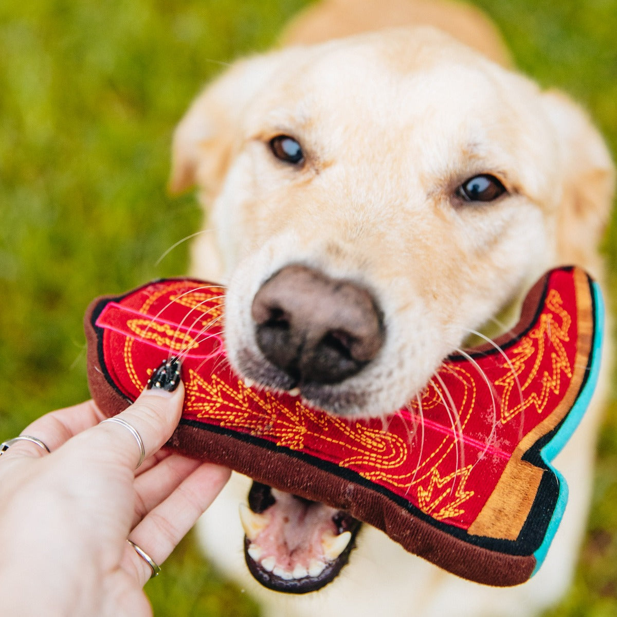 Dog cowboy clearance boots